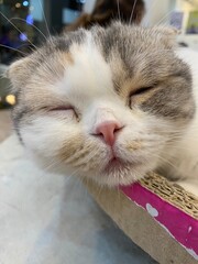 A sleepy cat is laying down on the chair