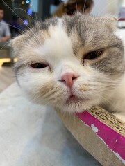 A sleepy cat is laying down on the chair