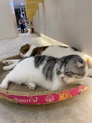 A sleepy cat is laying down on the chair