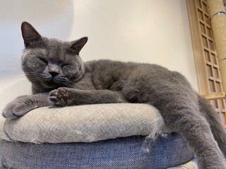 A sleepy cat is laying down on the chair