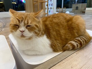 A sleepy cat is laying down on the chair