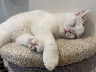 A sleepy cat is laying down on the chair
