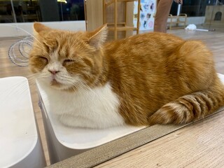 A sleepy cat is laying down on the chair