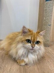 A ragamuffin cat has brown fur is sitting down on the floor