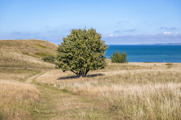 Lone tree in grassy landscape near the coast at Issehoved Sams� Denmark