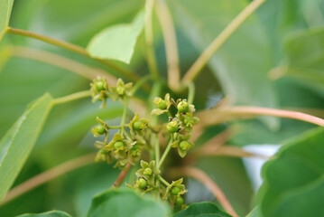 Idesia polycarpa female flower forming red fruits after pollination in autumn.