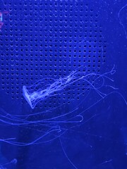 Bright cute jellyfish. Kiev Jellyfish Museum. Ukraine.