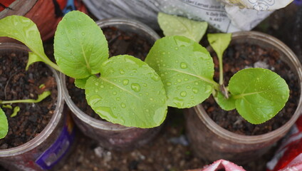 green mustard and water drops
