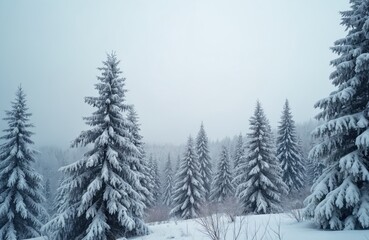 Obraz premium Winter landscape features snow covered fir trees. A forest is covered with white snow. Cold weather and season for hiking, travel and vacation in wilderness, wonderland scenic background.