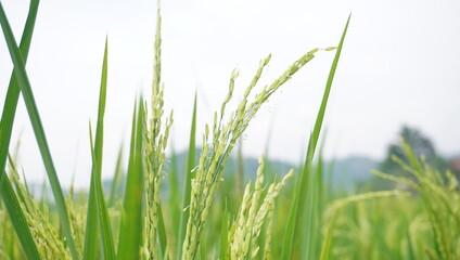 young rice and green leaves