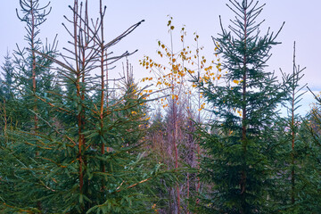 Landscape by the Sulustaddalen Valley with a view of Lake Mjøsa, Toten, Norway, October 2025.