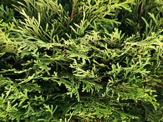 Close-up of vibrant green thuja branches, natural conifer foliage texture background.