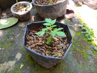 Young plant of cherry tomato in a plant bag. Seedling.