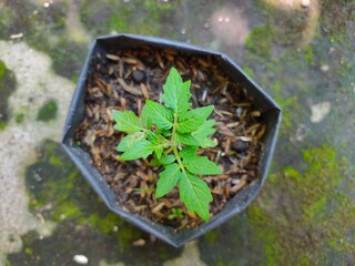 Flatlay or top view. Young plant of cherry tomato in a plant bag. Seedling.