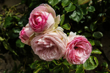 old fashioned white and red roses in a garden in a small village in the French region Chartreuse 