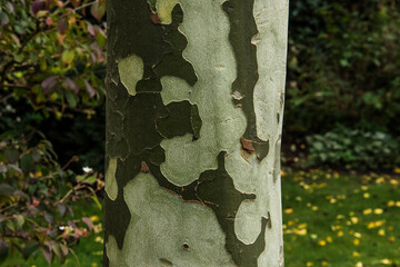 close up of the typical bark on the trunk of a plane tree in the city garden