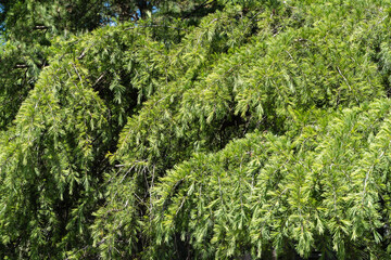 Dense cluster of vibrant green coniferous branches Himalayan Cedar, Cedrus Deodara (Deodar Cedar, Himalayan Cedar) set against  backdrop of mixed foliage. Cedar grows in park in Adler