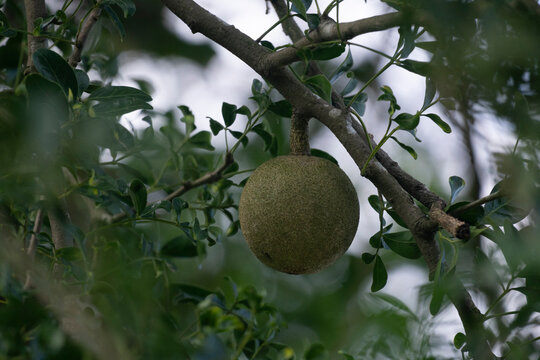 A wood apple (Limonia acidissima) hangs from a tree surrounded by green leaves.