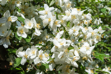 Jasmine flowers Philadelphus lewisii on bush with black background in garden. close-up. Selective focus. Amazingly natural composition. Natural flower landscape, fresh wallpaper