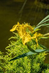 Yellow flowers Iris pseudacorus (yellow flag, yellow iris) on blurry green background near pond....