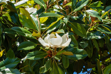 Stunning white magnolia flower in full bloom, surrounded by lush green leaves against clear blue...