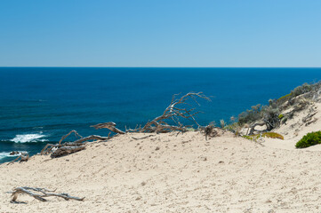 Wild Australian coast with blue sea, rocky cliffs, and driftwood on dunes. Great for travel guides, websites, and landscape publications.