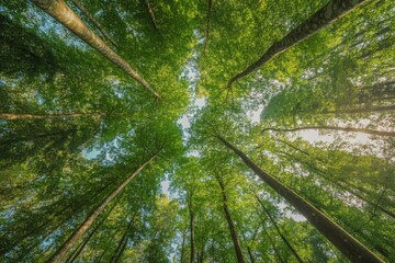 Looking up green forest canopy trees foliage nature background wallpaper