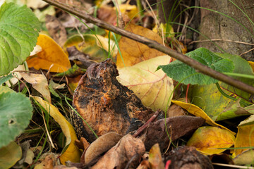 Decaying fruit among fallen autumn leaves
