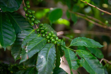 Close-up of a branch of a coffee plant with unripe beans.