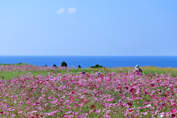 コスモスとかかしの里　（高知県　奈半利町）