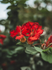 Bright Red African Tulip Tree Flowers Blooming in Tropical Garden