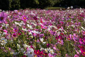日本、大阪、コスモス、秋菊、鶴見綠地公園、公園、秋、木、花、白色、ピンク、綠色、青空、写真素材	
