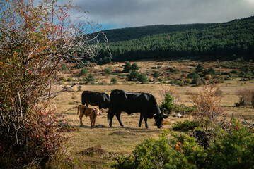 Fototapeta premium Dos vacas adultas y un ternero en el campo