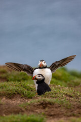 Puffin pair