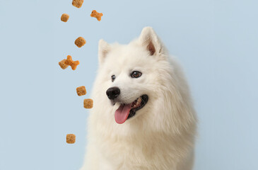 Fototapeta premium Cute Samoyed dog on blue background, closeup
