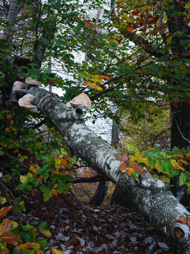 Autumn Forest Scene With White Shelf Fungus Growing On Birch Tree Trunk