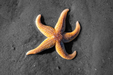 Common starfish, sea or sugar star (Asterias rubens) on the sandy beach of the North Sea on Norderney (Wadden Sea, Germany) in warm sunlight. Colorful animal on dark black and white background.