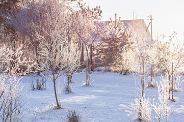 Bare fruit trees in a dormant orchard covered with frost and snow
