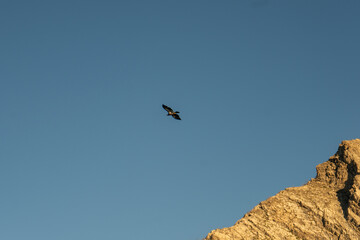 Bird soars high above the mountain peak in the clear blue sky above.