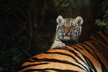 Siberian tiger (Panthera tigris altaica) detail portrait