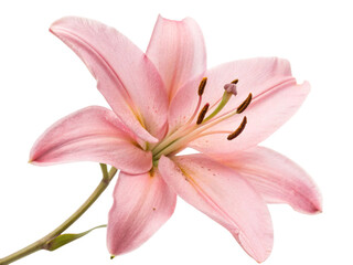 pink lily isolated on white