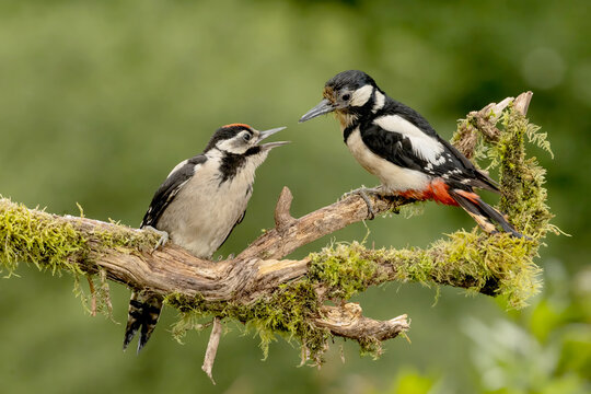 Great spotted woodpeckers in Asturias during summer