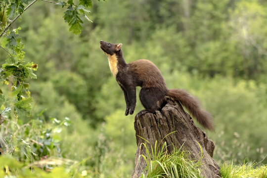 Martes martes in summer forest of Asturias, Spain