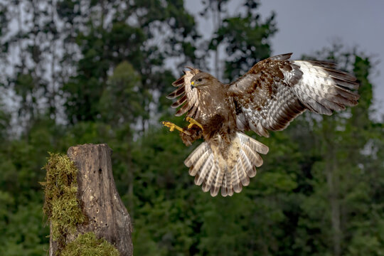 Buteo buteo landing in summer forest of Asturias, Spain
