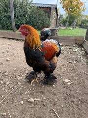 Majesté de la basse-cour : le coq aux pattes plumées