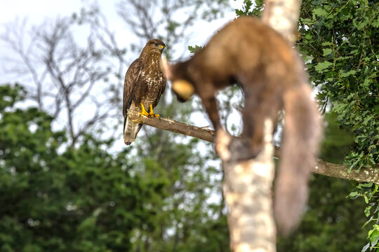 Buzzard and marten interaction in Asturias summer