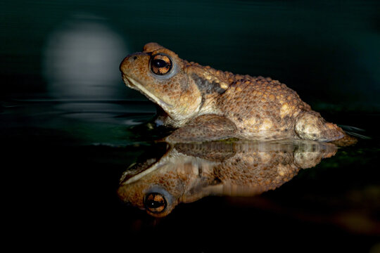 Bufo bufo in natural habitat on a summer evening