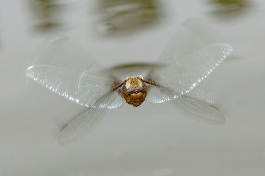 Four spotted chaser in summer flight in Asturias