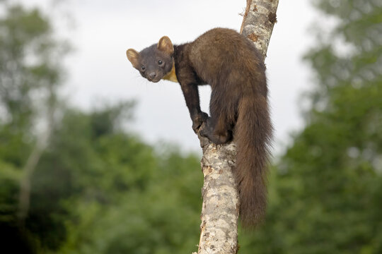 Martes martes perched in a summer forest of Asturias