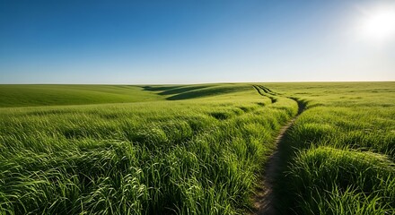 Obraz premium Vibrant Green Field Path Under Clear Blue Sky on a Sunny Day.